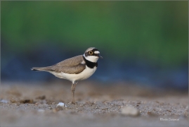 <p>KULÍK ŘÍČNÍ (Charadrius dubius) jižní Morava ---- /Little ringed plover - Flussregenpfeifer/</p>